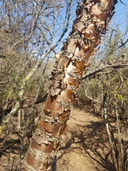Heteromorpha arborescens abyssinica