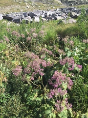 Adenostyles alliariae