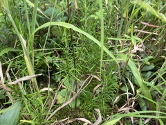 Conradina verticillata