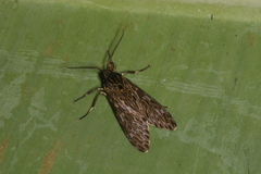 Eucereon pseudarchias