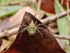 Oxyopes