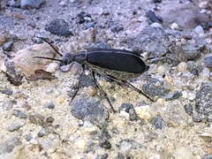 Epicauta cinerea-group