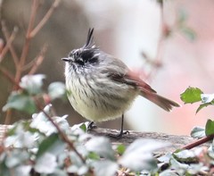 Anairetes parulus parulus