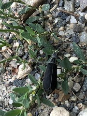 Epicauta cinerea-group