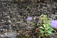 Trachelium caeruleum