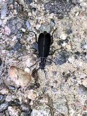 Epicauta cinerea-group