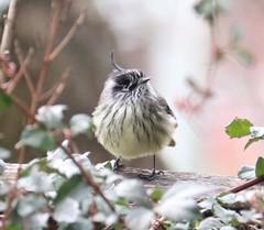 Anairetes parulus parulus