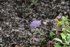 Trachelium caeruleum