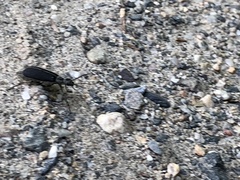 Epicauta cinerea-group