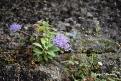 Trachelium caeruleum