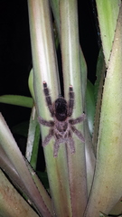 Avicularia juruensis