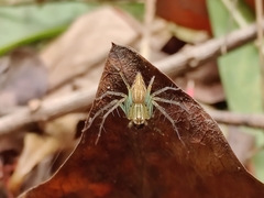 Oxyopes