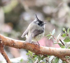 Anairetes parulus parulus