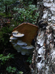 Antrodiella citrinella