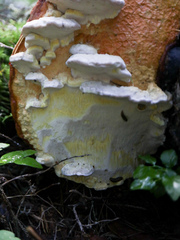 Antrodiella citrinella