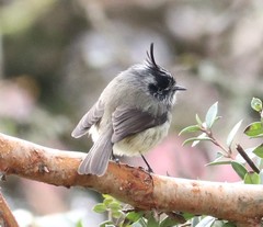 Anairetes parulus parulus