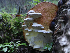 Antrodiella citrinella