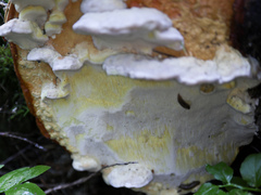 Antrodiella citrinella
