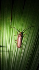 Orthomegas cinnamomeus