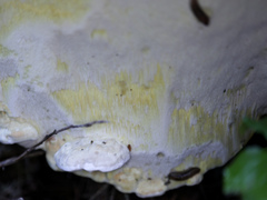 Antrodiella citrinella