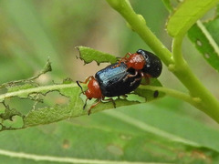 Plagiodera arizonae