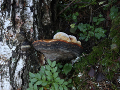 Antrodiella citrinella