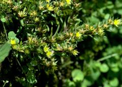 Sedum multicaule