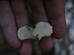 Antrodiella citrinella