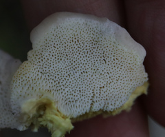Antrodiella citrinella
