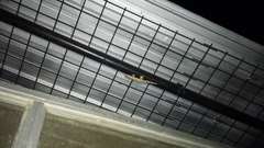 Thecadactylus solimoensis