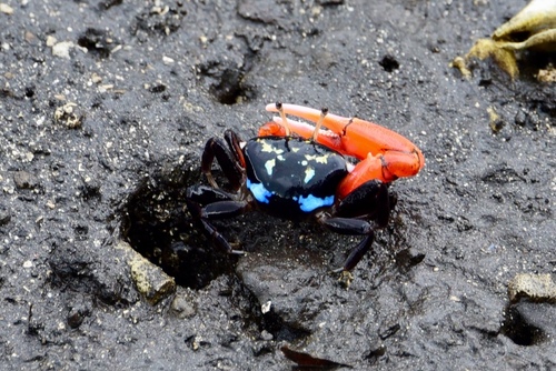 Paraleptuca crassipes