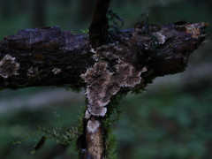 Etheirodon fimbriatum
