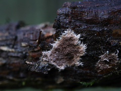 Etheirodon fimbriatum