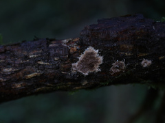 Etheirodon fimbriatum