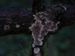 Etheirodon fimbriatum