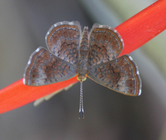 Calephelis arizonensis