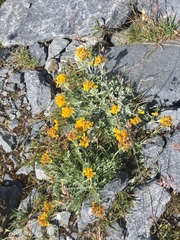 Jacobaea incana