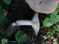 Lactarius utilis