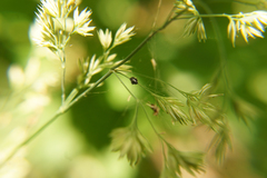 Dactylis glomerata lobata
