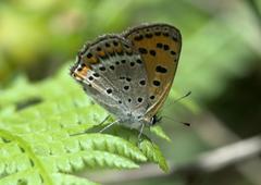 Lycaena panava