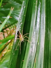 Oxyopes