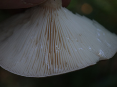 Lactarius utilis