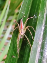 Oxyopes