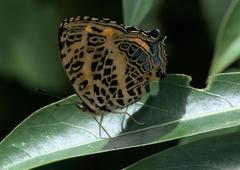 Symbrenthia niphanda