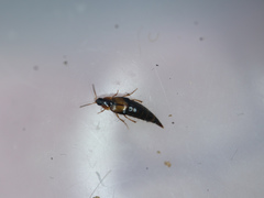 Lordithon trimaculatus