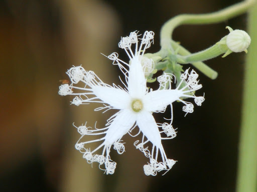 Trichosanthes cucumerina