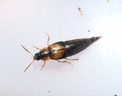 Lordithon trimaculatus