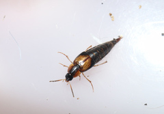 Lordithon trimaculatus