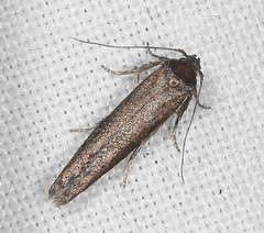 Blastobasis maroccanella