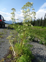 Cnidium cnidiifolium